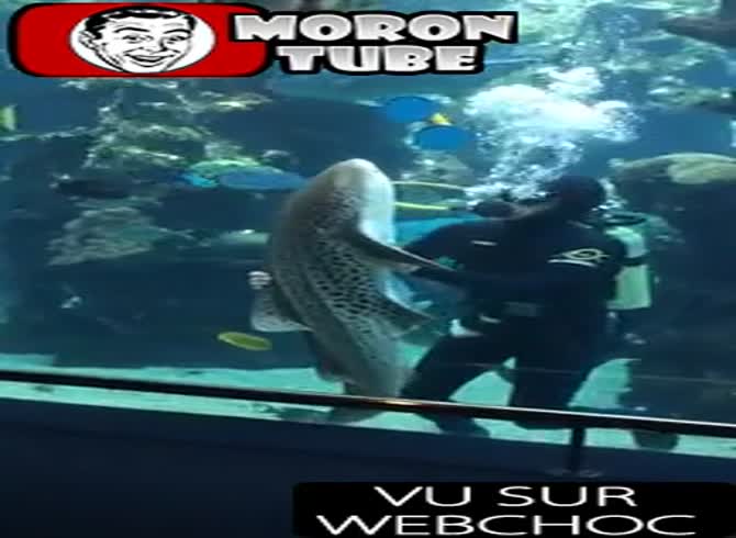 Video :A leopard shark that enjoys being stroked